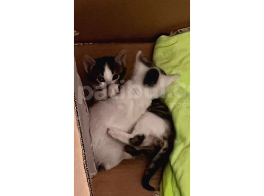 3 Adet Teki̇r Kedi̇ler Kartepe görsel