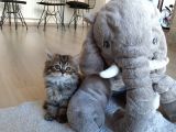 Çok Uysal Golden Black Tabby