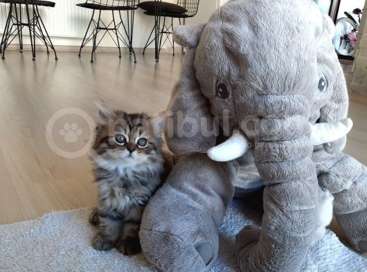 Çok Uysal Golden Black Tabby görsel