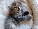Çok Uysal Golden Black Tabby