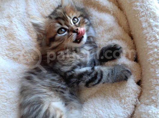 Çok Uysal Golden Black Tabby