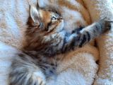 Çok Uysal Golden Black Tabby