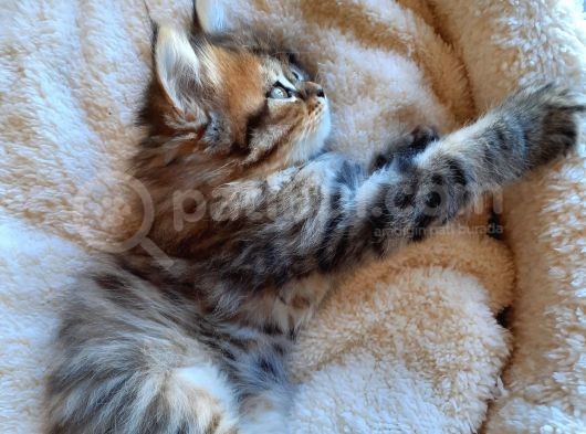 Çok Uysal Golden Black Tabby görsel