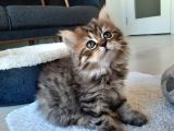 Çok Uysal Golden Black Tabby