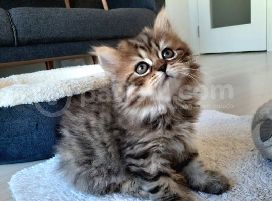 Çok Uysal Golden Black Tabby görsel