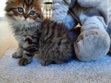 Çok Uysal Golden Black Tabby