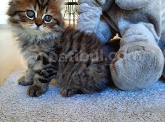 Çok Uysal Golden Black Tabby görsel