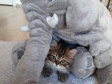 Çok Uysal Golden Black Tabby