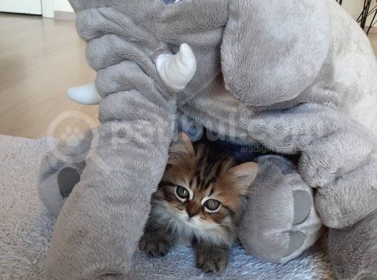 Çok Uysal Golden Black Tabby görsel