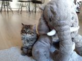 Çok Uysal Golden Black Tabby