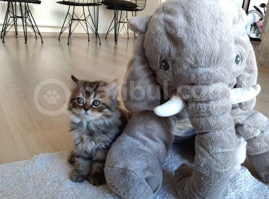 Çok Uysal Golden Black Tabby görsel