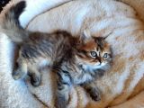 Çok Uysal Golden Black Tabby