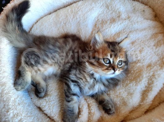 Çok Uysal Golden Black Tabby görsel