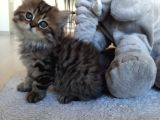Çok Uysal Golden Black Tabby