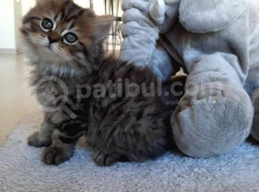 Çok Uysal Golden Black Tabby görsel