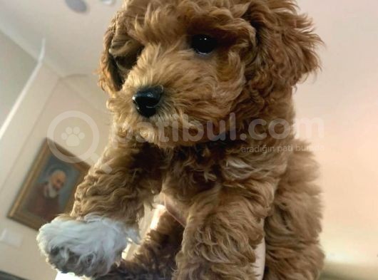 Ruhsatlı  Çiftliğimizden Doodle Yavrular görsel