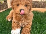 Ruhsatlı  Çiftliğimizden Doodle Yavrular