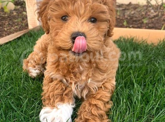 Ruhsatlı  Çiftliğimizden Doodle Yavrular görsel