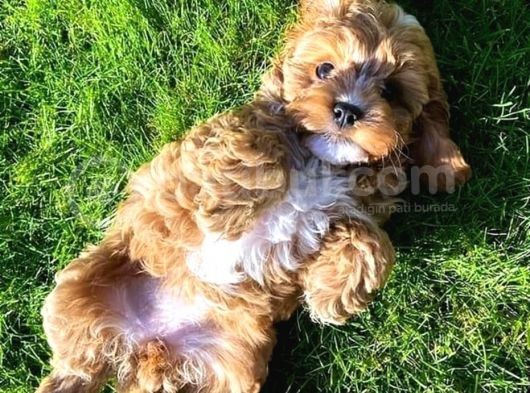 Ruhsatlı  Çiftliğimizden Doodle Yavrular görsel