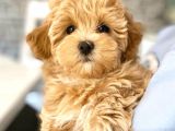 Ruhsatlı  Çiftliğimizden Doodle Yavrular