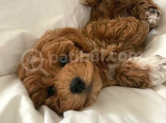 Ruhsatlı  Çiftliğimizden Doodle Yavrular görsel