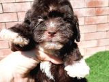 Ruhsatlı Üretim Çiftliğimizden Maltipoo Yavrular