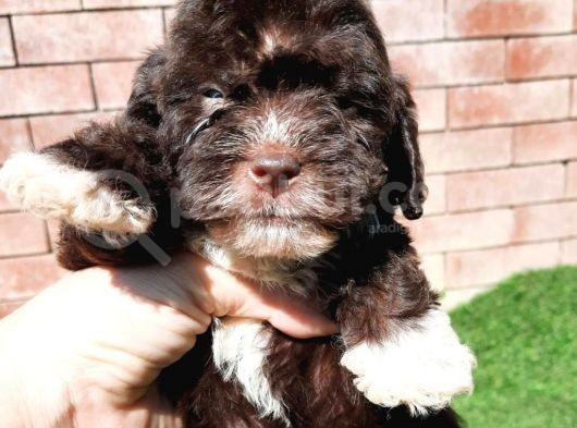Ruhsatlı Üretim Çiftliğimizden Maltipoo Yavrular
