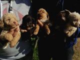 Ruhsatlı Üretim Çiftliğimizden Maltipoo Yavrular