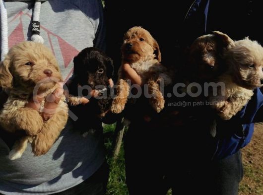 Ruhsatlı Üretim Çiftliğimizden Maltipoo Yavrular görsel