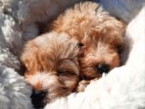 Ruhsatlı Üretim Çiftliğimizden Maltipoo Yavrular