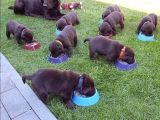 Çikolata Labrador Isteyenler Için Gerçek Kalite!