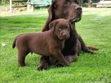 Çikolata Labrador Isteyenler Için Gerçek Kalite!