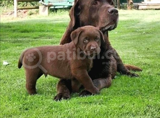 Çikolata Labrador Isteyenler Için Gerçek Kalite! görsel