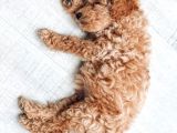 Ruhsatlı Çiftliğimizden Garantili Üretim Orjinal Toy Poodle