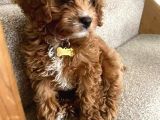 Ruhsatlı Çiftliğimizden Garantili Üretim Orjinal Toy Poodle
