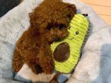 Ruhsatlı Çiftliğimizden Garantili Üretim Orjinal Toy Poodle