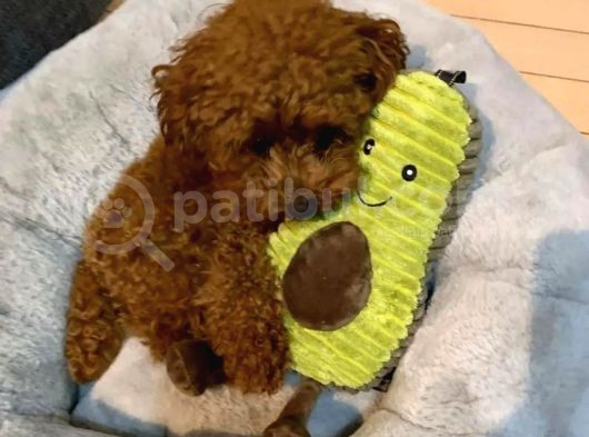 Ruhsatlı Çiftliğimizden Garantili Üretim Orjinal Toy Poodle görsel