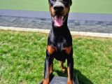 Ruhsatlı Çiftliğimizden Orjinal Dik Kulak Doberman