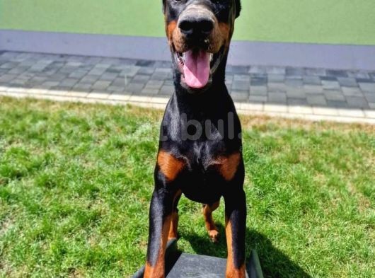 Ruhsatlı Çiftliğimizden Orjinal Dik Kulak Doberman görsel