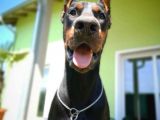 Ruhsatlı Çiftliğimizden Orjinal Dik Kulak Doberman