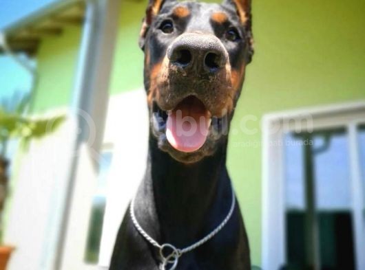 Ruhsatlı Çiftliğimizden Orjinal Dik Kulak Doberman görsel