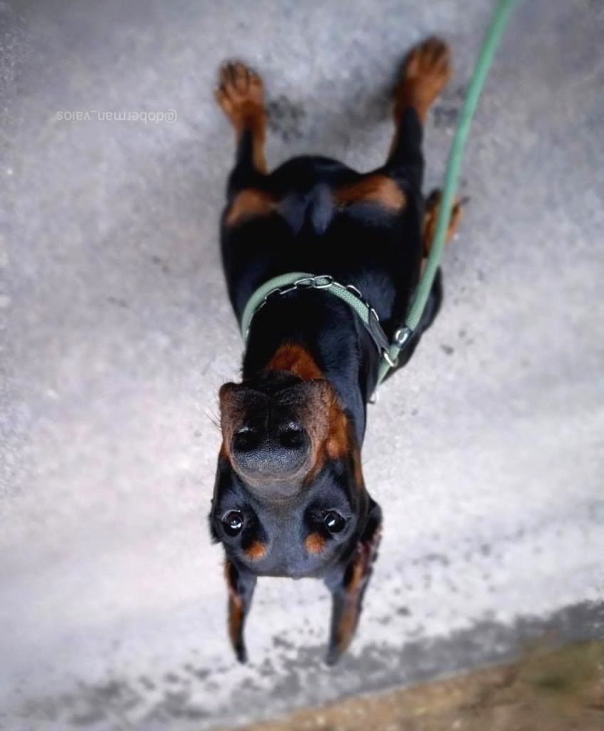 Ruhsatlı Çiftliğimizden Orjinal Dik Kulak Doberman