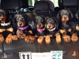 Ruhsatlı Çiftliğimizden Orjinal Dik Kulak Doberman
