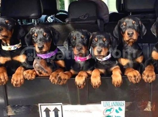 Ruhsatlı Çiftliğimizden Orjinal Dik Kulak Doberman görsel