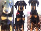 Ruhsatlı Çiftliğimizden Orjinal Dik Kulak Doberman