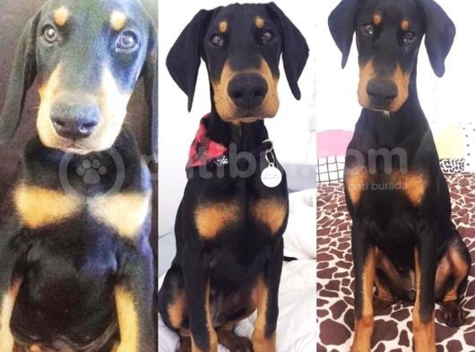 Ruhsatlı Çiftliğimizden Orjinal Dik Kulak Doberman görsel