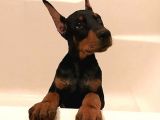 Ruhsatlı Çiftliğimizden Orjinal Dik Kulak Doberman