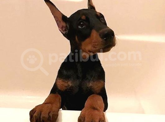 Ruhsatlı Çiftliğimizden Orjinal Dik Kulak Doberman