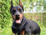 Ruhsatlı Çiftliğimizden Orjinal Dik Kulak Doberman
