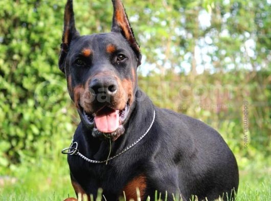 Ruhsatlı Çiftliğimizden Orjinal Dik Kulak Doberman görsel